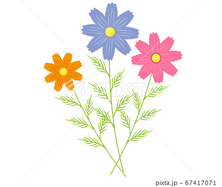 カラフルなコスモスの花のベクターイラスト のイラスト素材