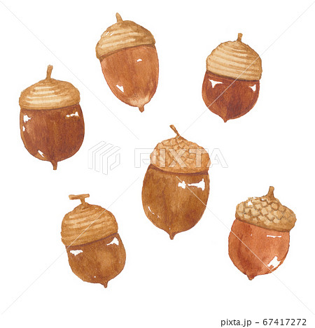 どんぐりのイラスト素材 [67417272] - PIXTA