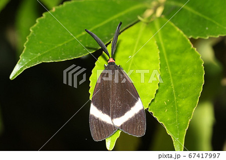 ホタルガ 67417997