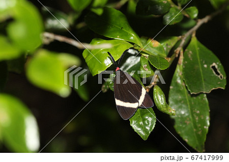 ホタルガ 67417999