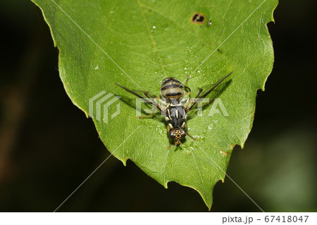 ミスジバエ 67418047