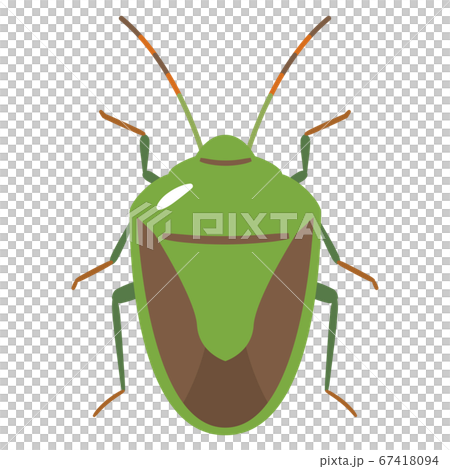 Stink bug illustration 67418094