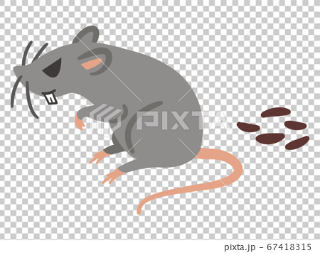 凶暴なネズミと糞のイラストレーションのイラスト素材