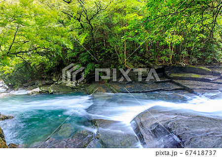 新緑のつがね落としの滝（大雨後）　【長崎県西海市】 67418737