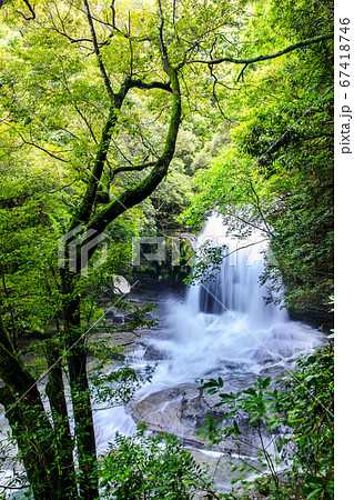 新緑のつがね落としの滝（大雨後）　【長崎県西海市】 67418746