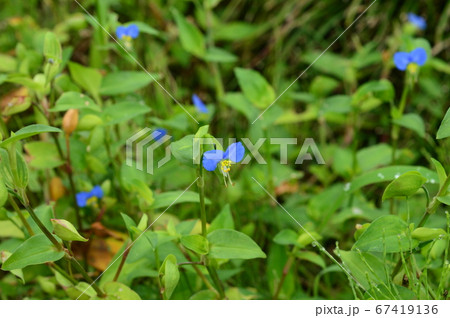 ツユクサ　八王子 67419136