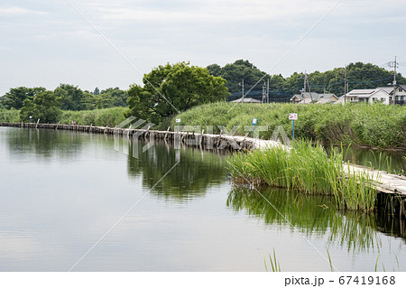 桟橋のある沼の風景　群馬県　館林市　多々良沼　2020 67419168