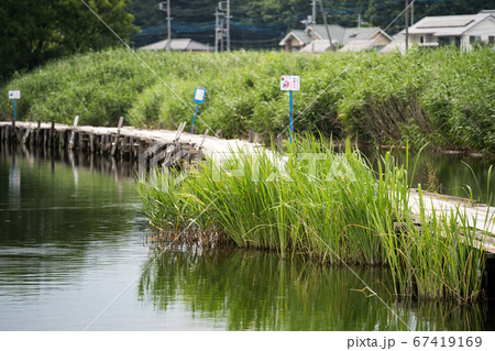 桟橋のある沼の風景　群馬県　館林市　多々良沼　2020 67419169