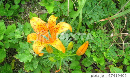 岩百合の花カンゾウの花 岩百合の花カンゾウの花 67419402