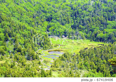 新緑の四十八池湿原 67419406