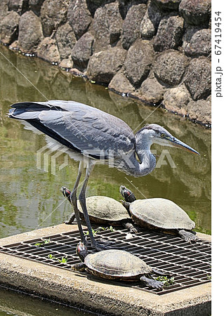 野鳥 アオサギ 青鷺 堺市の都市公園にての写真素材