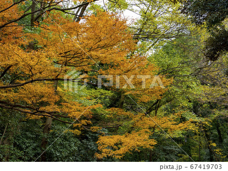 日本の四季　紅葉の季節 67419703