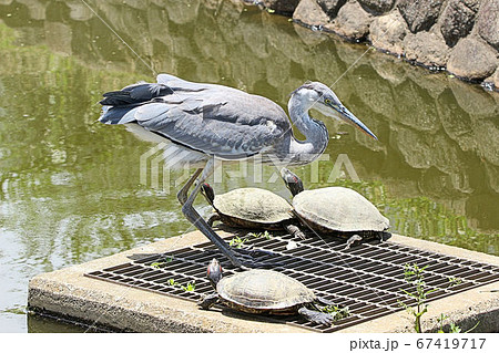 【野鳥】水辺で餌を捕るアオサギ 青鷺 堺市の都市公園にて 【野鳥】水辺で餌を捕るアオサギ 青鷺 堺市の都市公園にて 67419717