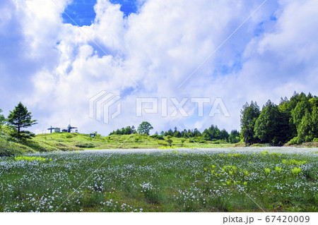 わたすげ咲く前山湿原 わたすげ咲く前山湿原 67420009
