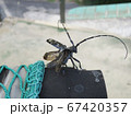 ゴマダラカミキリ 67420357