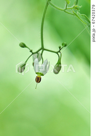 ヒヨドリジョウゴの花と蕾 67420379