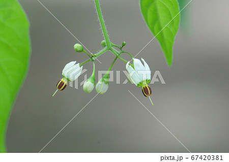 ヒヨドリジョウゴの花 67420381