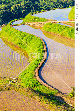 江ノ串の棚田(水張風景)の夕景 【長崎県東彼杵郡】 江ノ串の棚田(水張風景)の夕景 【長崎県東彼杵郡】 67420406
