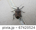クサギカメムシ 67420524