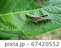 コバエイナゴ 67420552