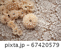 ベージュのつまみ細工の花 67420579
