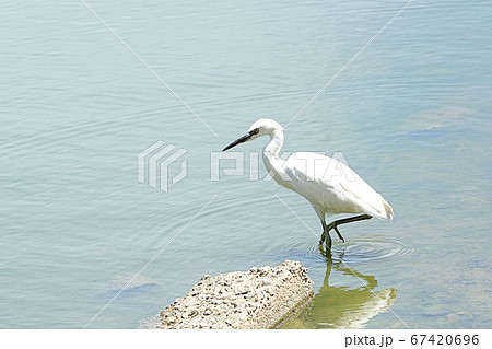 【野鳥】水辺で餌を捕るコサギ 小鷺 堺市の都市公園にて 【野鳥】水辺で餌を捕るコサギ 小鷺 堺市の都市公園にて 67420696