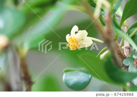 モッコクの花 67420988