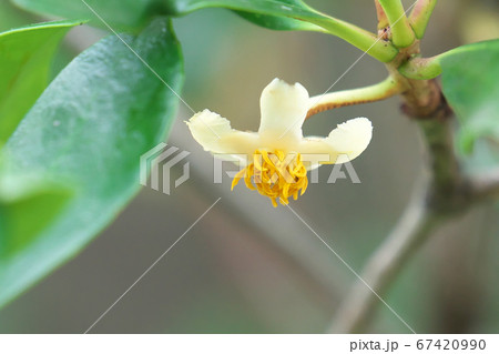 モッコクの花の写真素材