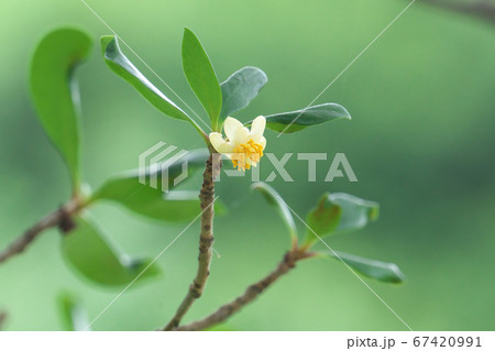 モッコクの花(両性花) モッコクの花(両性花) 67420991