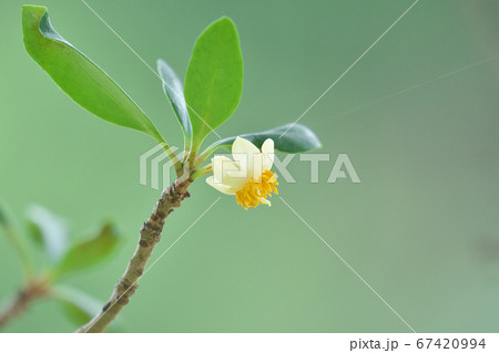 モッコクの花（両性花） 67420994