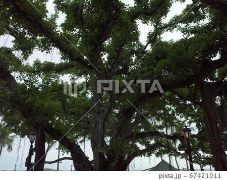 バニヤンツリー‗ワイキキ 67421011