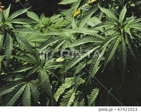 大麻 大麻 67421013