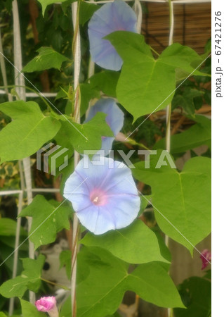 夏の花 梅雨 雨の朝の朝顔 庭の花壇の写真素材