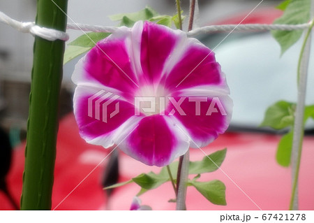夏の花 梅雨 雨の朝の朝顔 庭の花壇の写真素材
