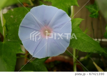 夏の花：梅雨：雨の朝の朝顔：庭の花壇 67421390