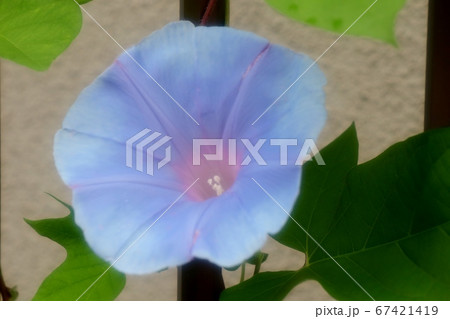 夏の花 梅雨 雨の朝の朝顔 庭の花壇の写真素材