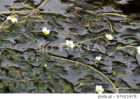 梅花藻 67421479