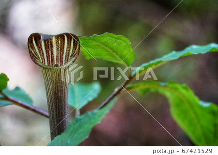 ユキモチソウ 67421529