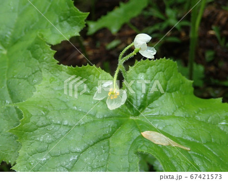 サンカヨウ 67421573