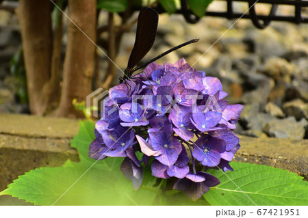 ハグロトンボ ハグロトンボ 67421951