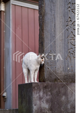 境内の猫 境内の猫 67422112