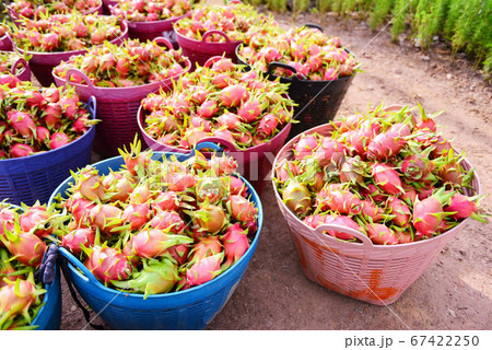 Dragon fruit on basket - harvest ripe on the Dragon fruit on basket - harvest ripe on the 67422250