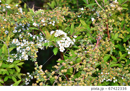 春の開花期の末期のユキヤナギを撮影した写真 春の開花期の末期のユキヤナギを撮影した写真 67422336