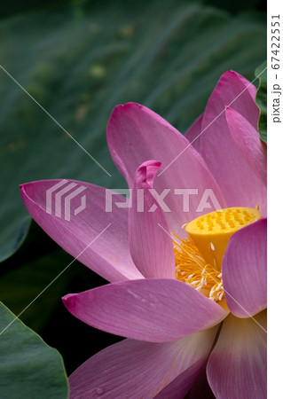 古代バスの花のクローズアップ 古代バスの花のクローズアップ 67422551