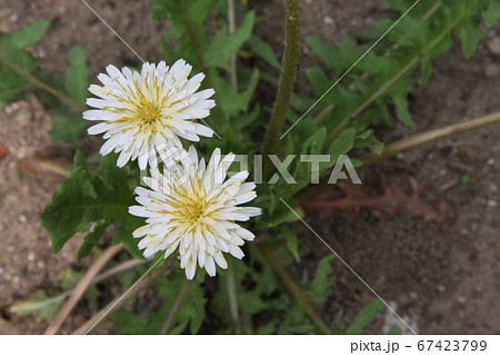 在来種のシロバナタンポポ［甲州市］ 67423799