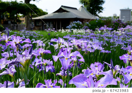 東京都杉並区堀ノ内 妙法寺 菖蒲 東京都杉並区堀ノ内 妙法寺 菖蒲 67423983