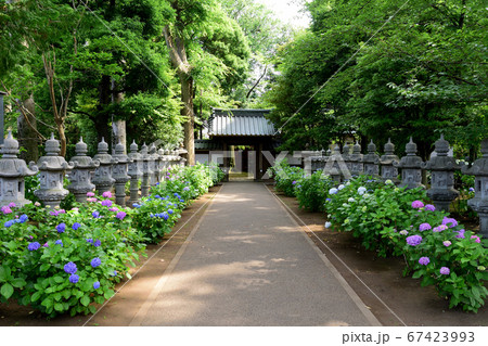 東京都杉並区堀ノ内 妙法寺 紫陽花 燈籠 67423993