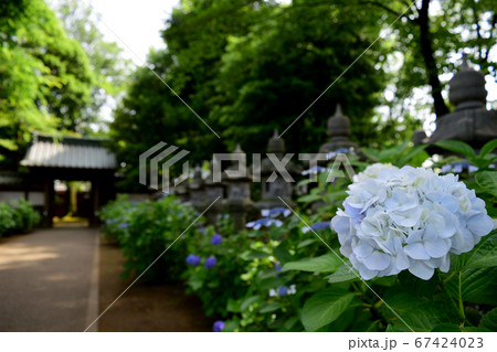 東京都杉並区堀ノ内 妙法寺 紫陽花と燈籠 白 青 67424023