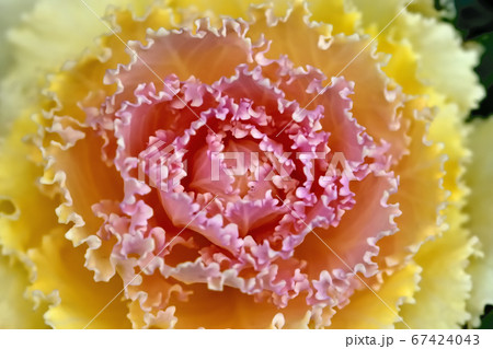 寒さに強くお正月の門松に使われるハボタン 寒さに強くお正月の門松に使われるハボタン 67424043