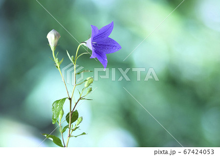 秋の七草　桔梗 67424053